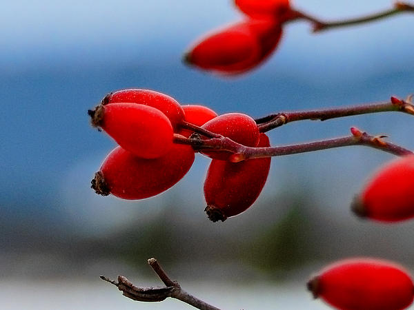 Winter Rose Hips Photograph - Vibrant Red Photograph